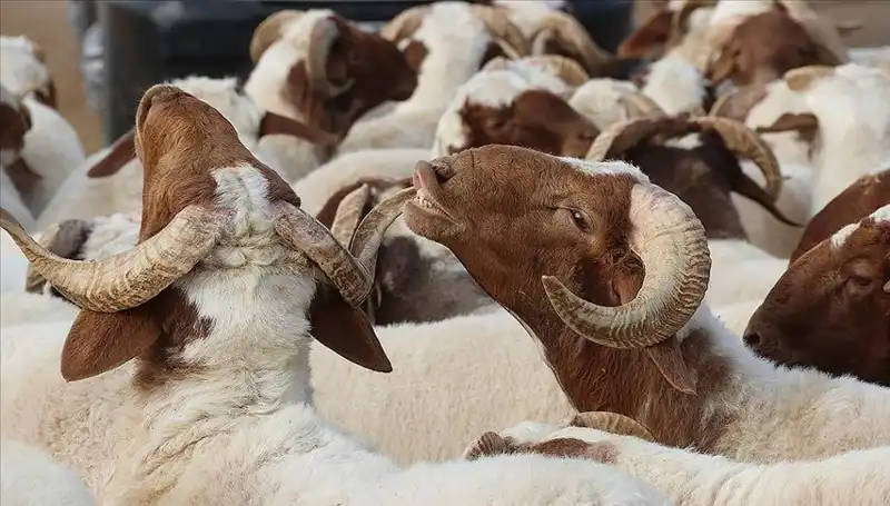 Akika Kurbanı Nedir? Kesim Zamanı ve Yenip Yenmeyeceği Hakkında Bilmeniz Gerekenler