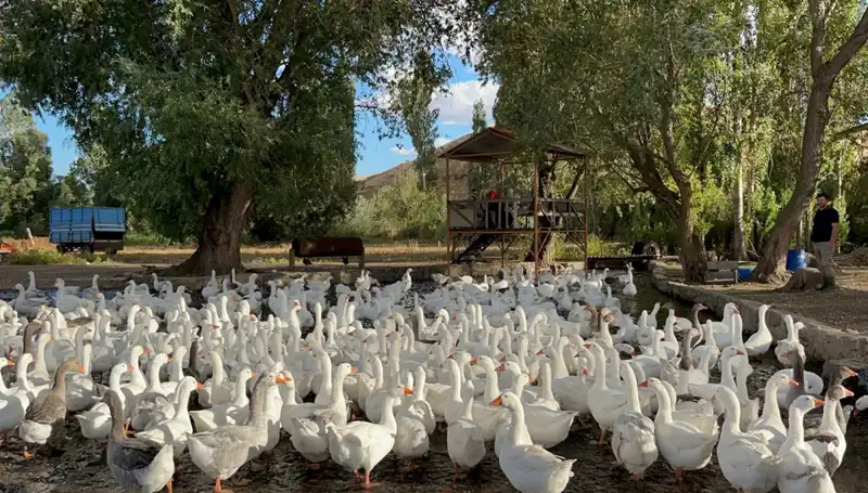 Sofralık Lezzet İçin Fiyatları Uçuran Yeni Trendler
