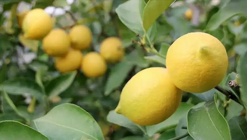 Limonun Fiyatı Uçtu: Adedi 24 Lira ile Rekor Kırdı
