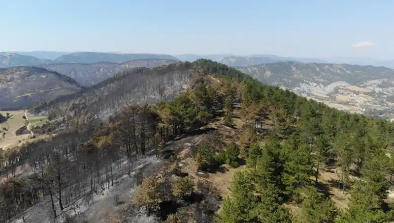 Bolu'da Orman Seferberliği: 5 Milyondan Fazla Fidan Toprakla Buluşuyor