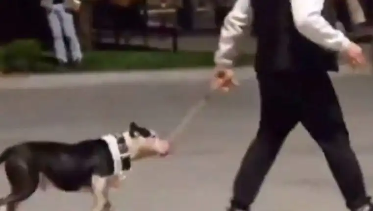 Sahibi Ağızlıksız Pitbullüyle Dolaşırken Korkunç Saldırıya Uğradı: Cezası Ne Olacak?