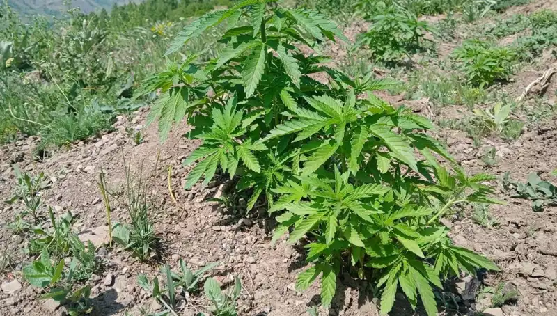 Bingöl’de Kenevir ve Kaçak Tütün Operasyonu: Emniyetin Başarılı Eylemi