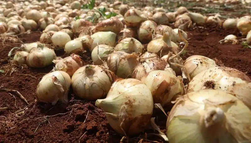 Hatay'da Soğan Hasadı Başladı: Çiftçilerin Yüzü Gülüyor, Kilo Fiyatları 15-20 TL