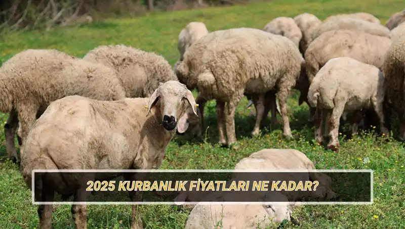 2025 Kurbanlık Fiyatları: Büyükbaş ve Küçükbaş Hayvanlarda Beklentiler